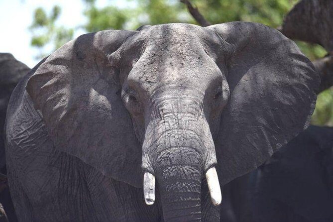 Full-Day Hwange National Park Tour from Victoria Falls - Frequently Asked Questions