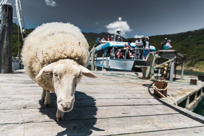 Full Day Iconic Mail Boat Cruise - The Experience: Pros and Cons