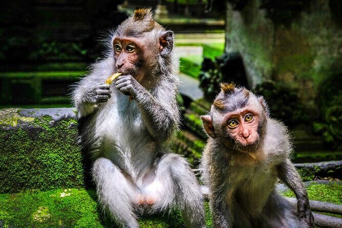 Full Day In Ubud With Private Tour - The Bottom Line: Who Is This Tour Perfect For?