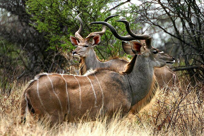 Full Day Isimangaliso Wetlands & Boat Cruise Tour from Durban - FAQ