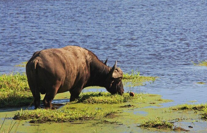 Full Day Isimangaliso Wetlands Park -Croc & Hippo &Game Fr Durban - Key Points: