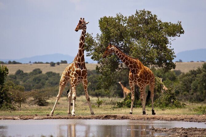Full Day Isimangaliso Wetlands Park -Croc & Hippo &Game Fr Durban - A Deep Dive into the Experience