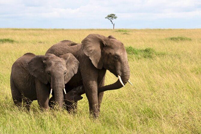 Full Day Isimangaliso Wetlands Park -Croc & Hippo &Game Fr Durban - Who Will Love This Tour?