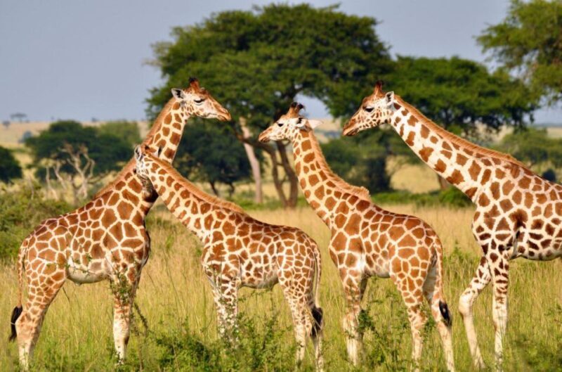 Full Day Isimangaliso Wetlands Park Tour from Durban - Key Points
