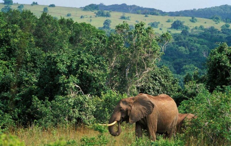 Full Day Isimangaliso Wetlands Park Tour from Durban - A Detailed Look at What You’ll Experience