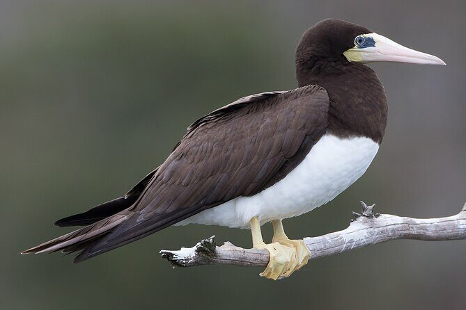 Full-Day Isla Contoy Sailing Nature Experience in Mujeres - The Real Value for Travelers
