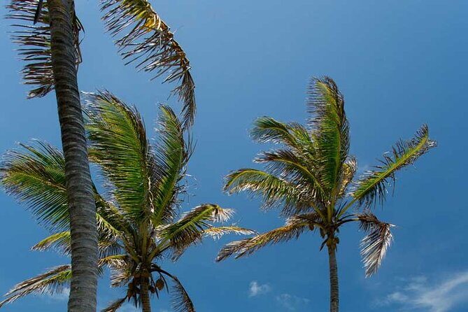 Full-Day Isla Contoy Sailing Nature Experience in Mujeres - Summary & Who It’s Best For