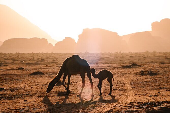 Full day Jeep Tour in Wadi Rum desert - FAQs