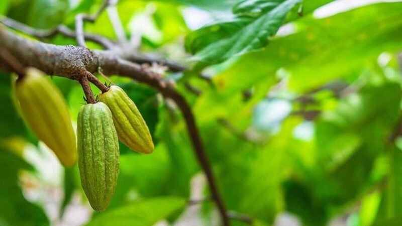 Full Day - Jozani forest, Spice farms, & Stone Town Tour - Key Points