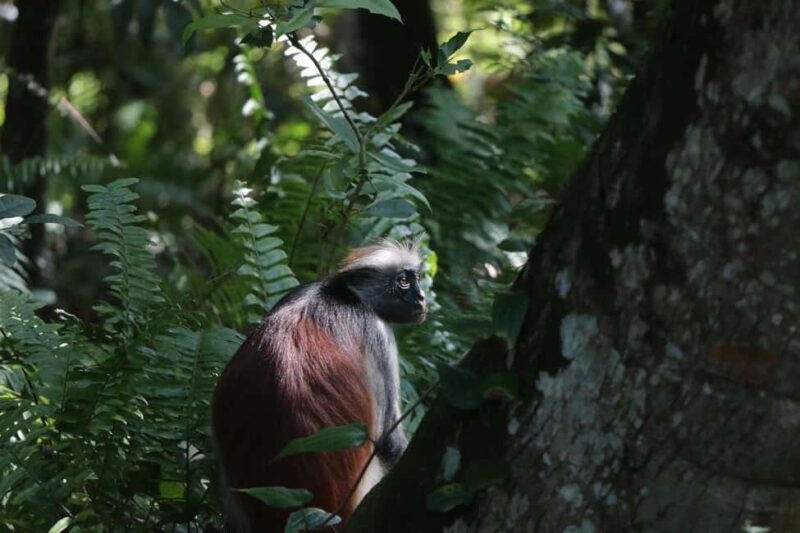 Full Day - Jozani forest, Spice farms, & Stone Town Tour - Final Thoughts: Who Will Love This Tour?