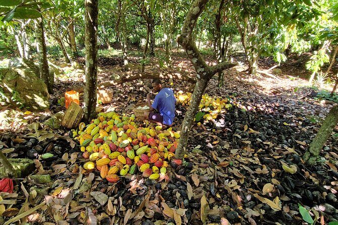 Full-day jungle trek on Nosy Komba (Lemur island) with the Black Lemur Sanctuary - FAQ