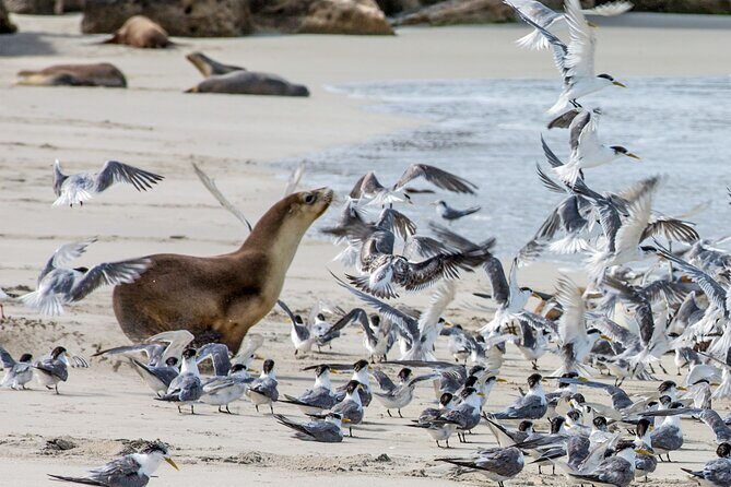 Full-Day Kangaroo Island Experience Departing from Kangaroo Island - Transportation and Practical Details