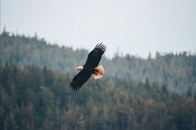 Full Day Kayaking Adventure on Vancouver Island - Who Should Consider This Tour?