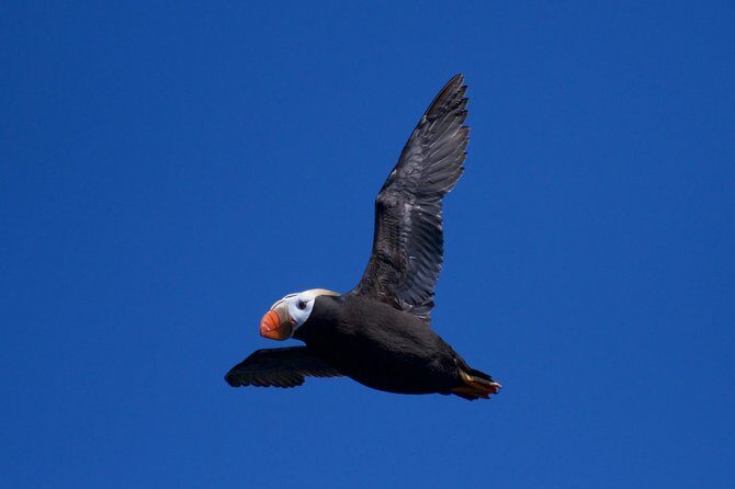 Full-Day Kenai Fjords National Park Northwestern Cruise - An Overview of the Experience