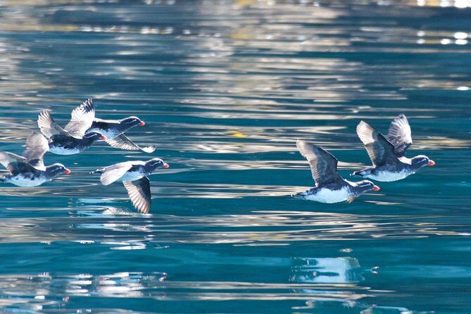 Full-Day Kenai Fjords National Park Northwestern Cruise - Analyzing Price and Value