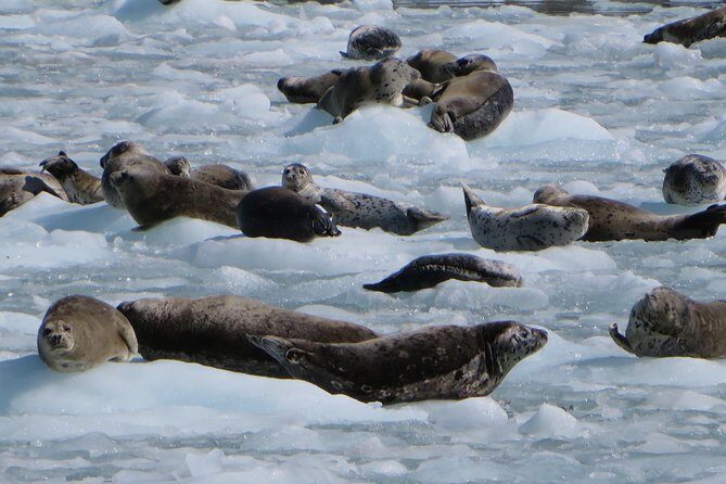 Full-Day Kenai Fjords National Park Northwestern Cruise - Who Will Love This Tour?