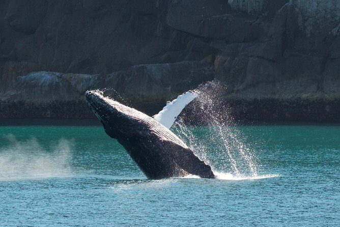 Full-Day Kenai Fjords National Park Northwestern Cruise - Final Thoughts