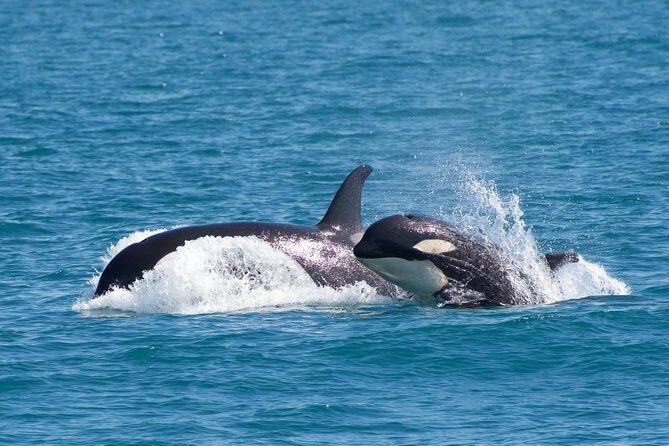 Full-Day Kenai Fjords National Park Northwestern Cruise - Frequently Asked Questions