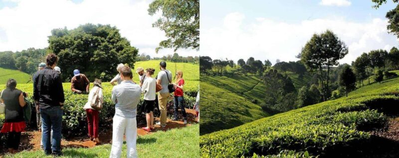 Full Day Kiambethu Tea Farm Tour - Key Points