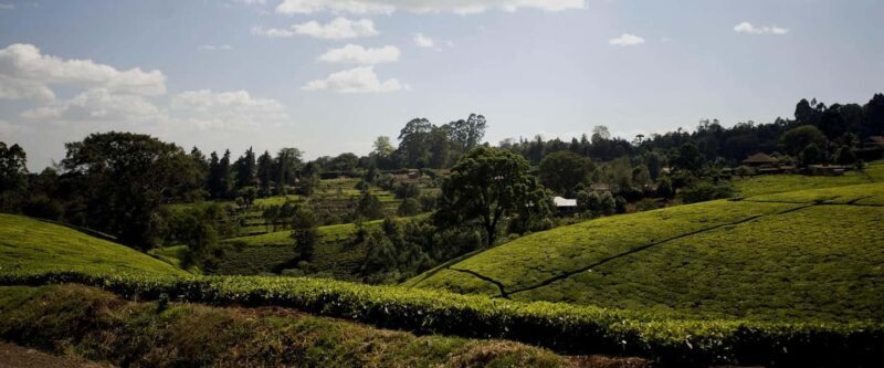 Full Day Kiambethu Tea Farm Tour - An Authentic Kenyan Tea Experience