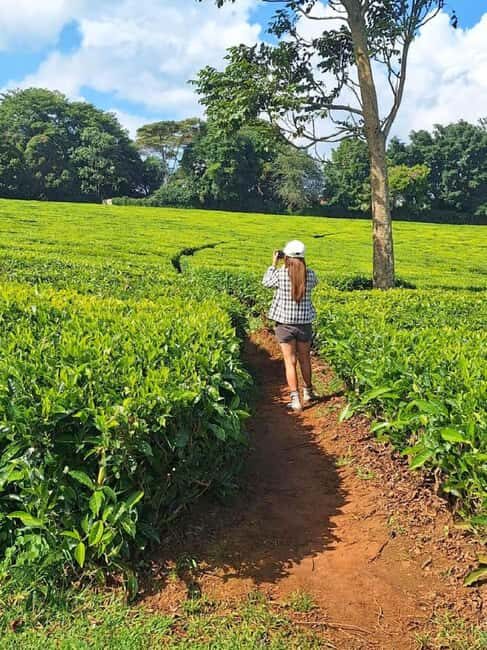 Full Day Kiambethu Tea Farm Tour - Key Points