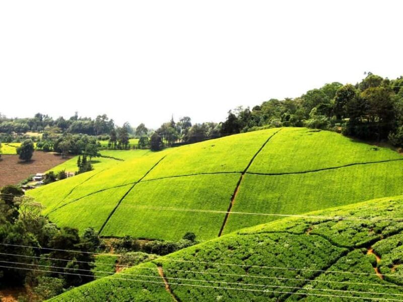 Full Day Kiambethu Tea Farm Tour - FAQ