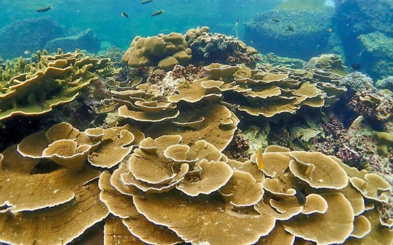 Full-Day Koh Lipe 5 points Snorkeling (East Zone) with Lunch - Key Points