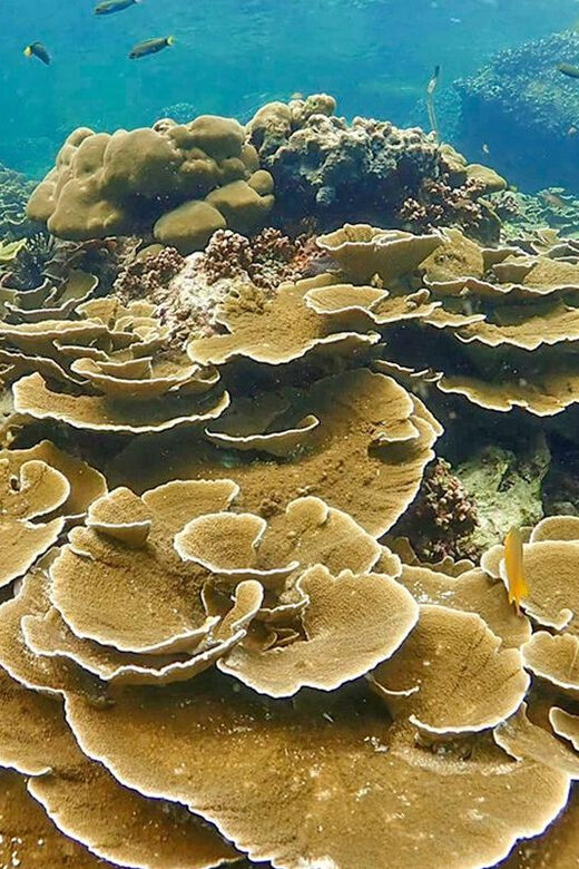 Full-Day Koh Lipe 5 points Snorkeling (East Zone) with Lunch - Transport, Equipment, and Practical Details