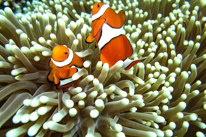 Full-Day Koh Lipe 7 Islands Snorkeling Experience with Lunch - Final Thoughts