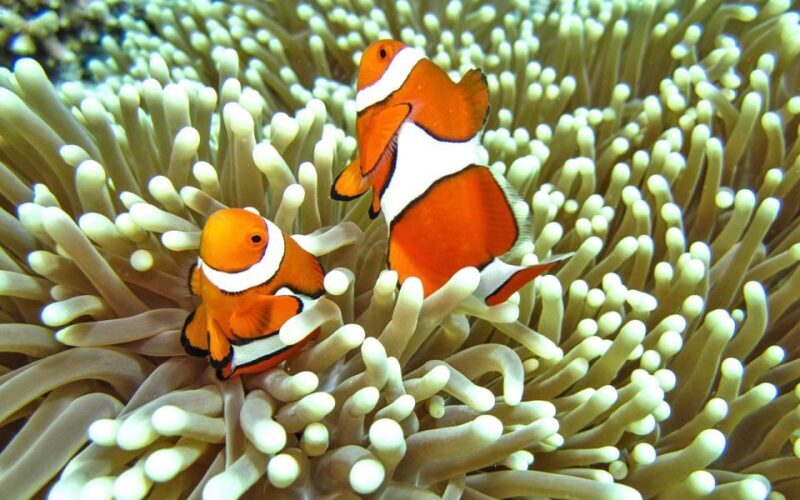 Full-Day Koh Lipe 7 points Snorkeling Experience with Lunch - Final Thoughts