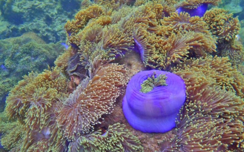 Full-Day Koh Lipe 7 points Snorkeling Experience with Lunch - FAQ