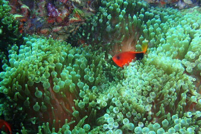 Full-Day Koh Phi Phi Scuba Diving Course from Phuket - What’s Included in This Tour?