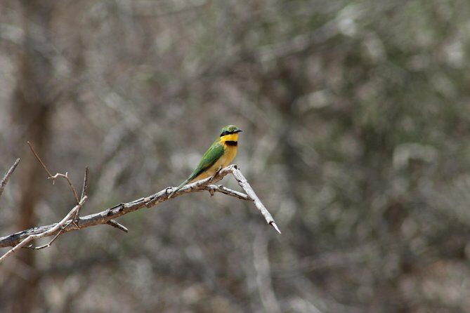 Full Day Kruger National Park - Transportation and Timing