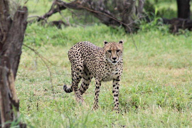 Full Day Kruger National Park - The Sum Up: Is It Worth It?