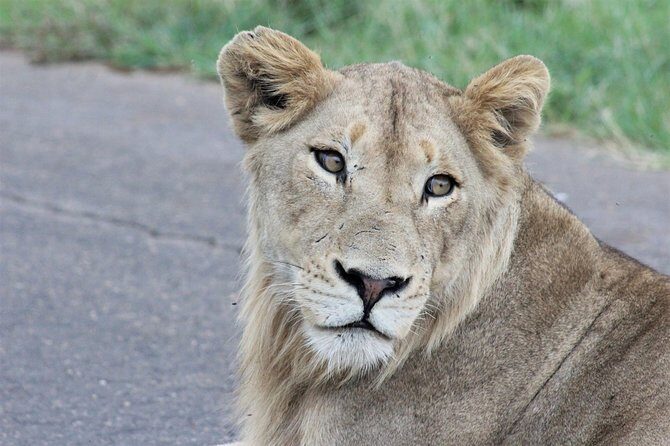 Full Day Kruger National Park - FAQs