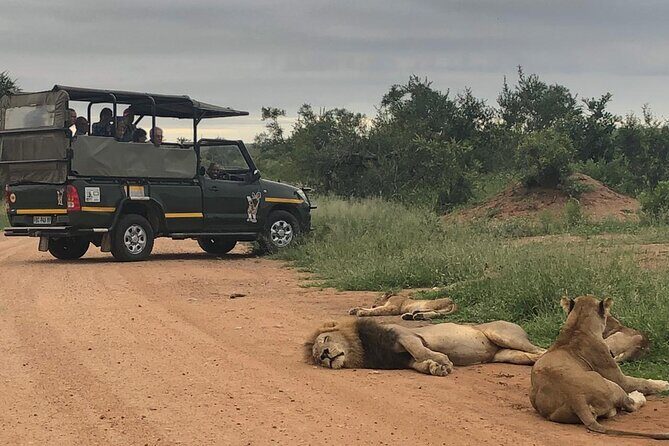 Full Day Kruger National Park Game Drive - A Closer Look at the Full Day Kruger National Park Game Drive