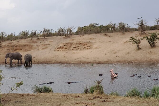 Full Day Kruger National Park Game Drive - Why This Tour Is a Great Choice