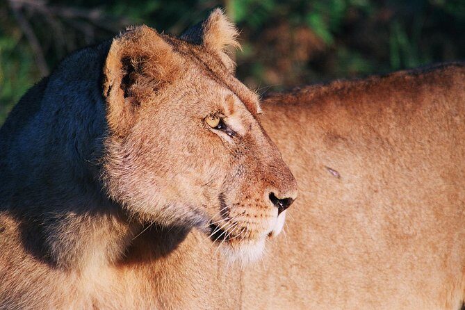 Full Day Kruger National Park Game Drive - Authentic Encounters and Real Guest Feedback