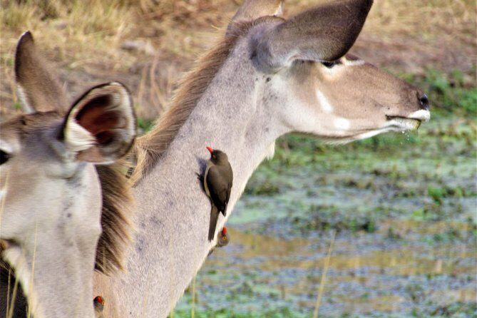 Full-Day Kruger National Park Safari - The Sum Up