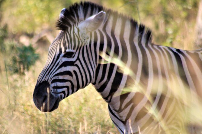 Full-Day Kruger National Park Safari - FAQ