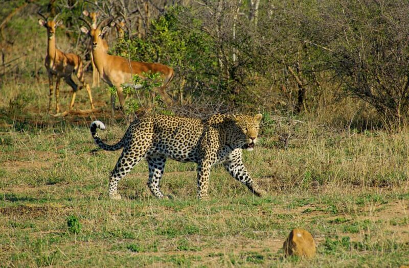 Full-Day Kruger National Park Safari from Maputo - Key Points