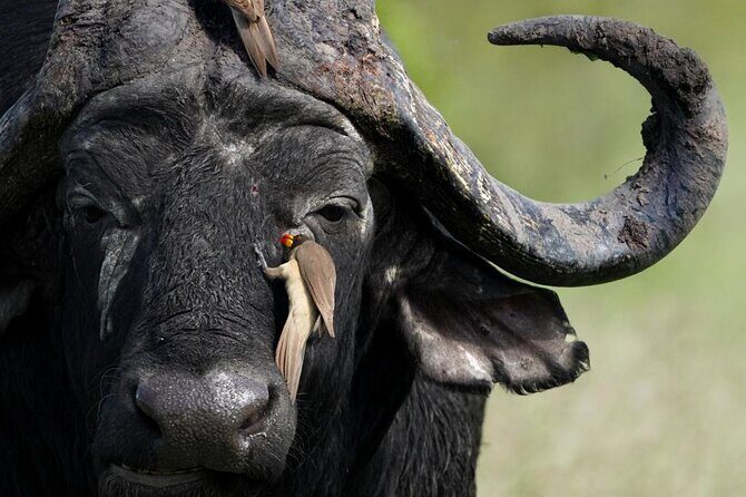 Full Day Kruger National Park Tour - Why the Reviews Shine