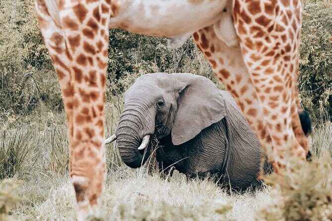 Full Day Kruger National Park Tour - Frequently Asked Questions