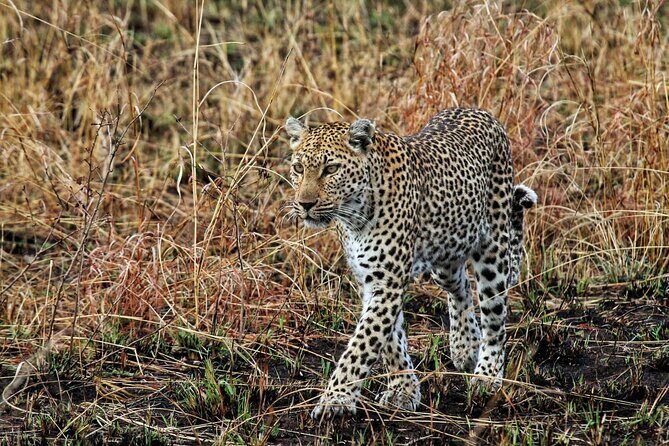 Full Day Kruger National Park Tour - Final Thoughts