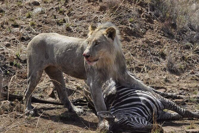 Full day Kruger National Park Tour - Introduction: An Authentic South African Safari in a Day