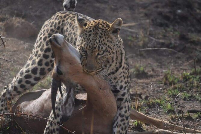 Full day Kruger National Park Tour - Transportation, Timing, and Group Size