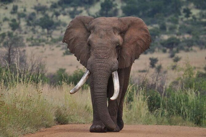 Full day Kruger National Park Tour - Authentic Encounters and the Guides’ Expertise
