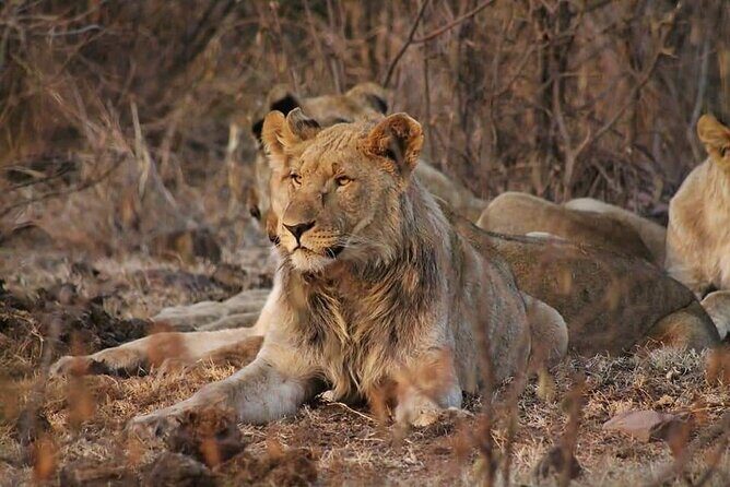 Full day Kruger National Park Tour - The Sum Up: Who Is This Tour Best For?