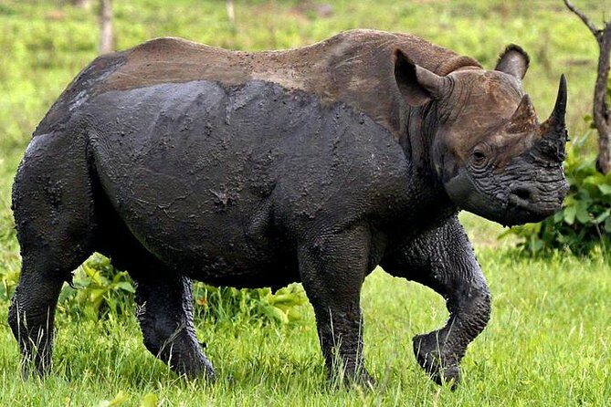 Full Day Kruger Park Safari From Hazyview - A Closer Look at the Experience