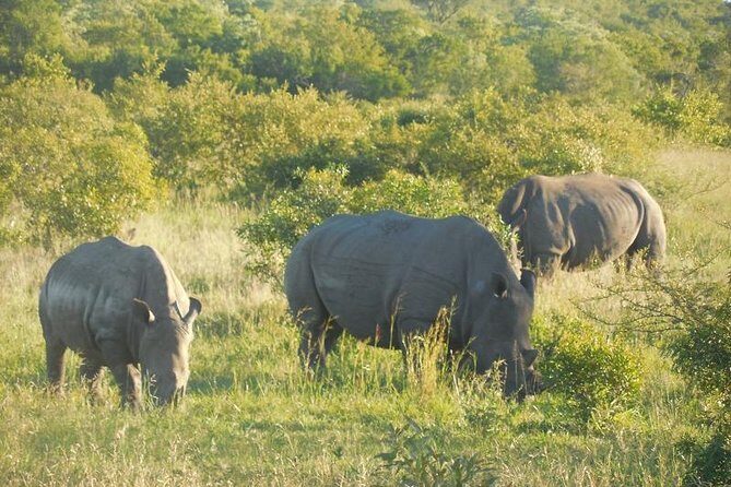 Full-Day Kruger Park Safari from Nelspruit, Whiteriver or Hazyview - Key Points